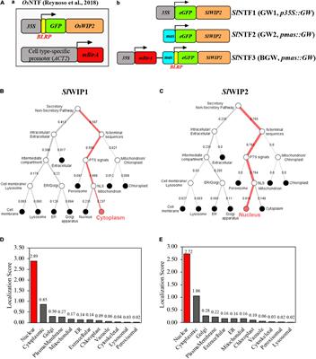 Deciphering Precise Gene Transcriptional Expression Using gwINTACT in Tomato